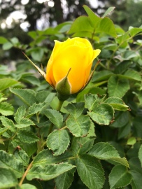 First Yellow Roses